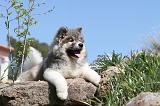 AKITA AMERICAIN 038